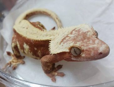 Crested Geckos
