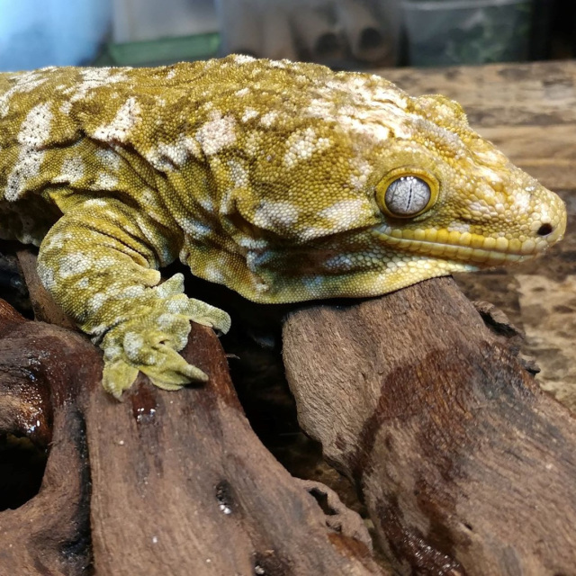 Leachianus Geckos