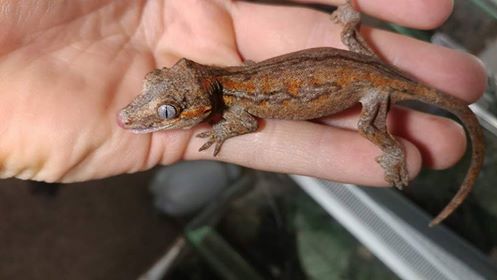 Gargoyle Geckos