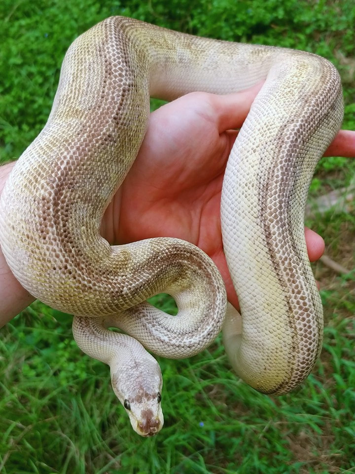 Just introduced this guy with an orange dream female!Pastel Leopard Orange Dream Champagne!