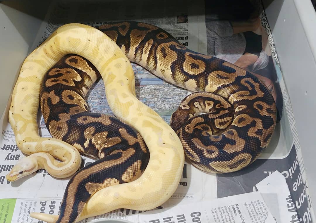 2020 season is Started! Pastel Yellowbelly Leopard Banana x Pastel Yellowbelly! Some potential for some crazy Combos!