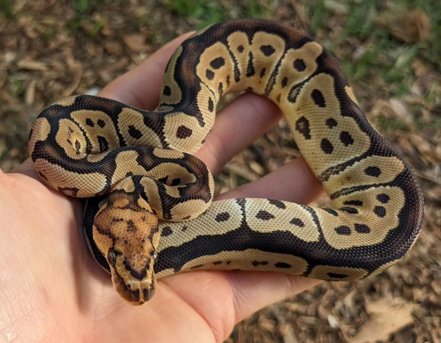 Clown Ball Python Female 111g