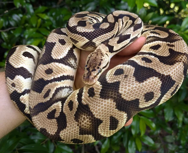 Pastel Crypton Ball Python Male 1182g