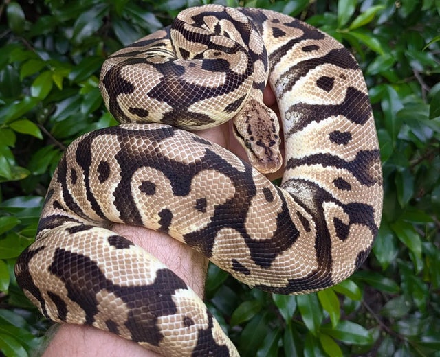 Pastel Crypton Ball Python Male 1182g