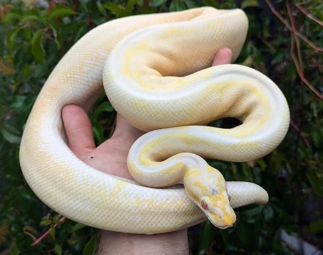 Albino Spider Possible Mahogany Ball Python Male 909g