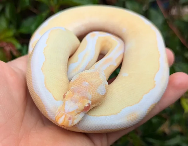 Albino Blade Clown Ball Python Male 128g
