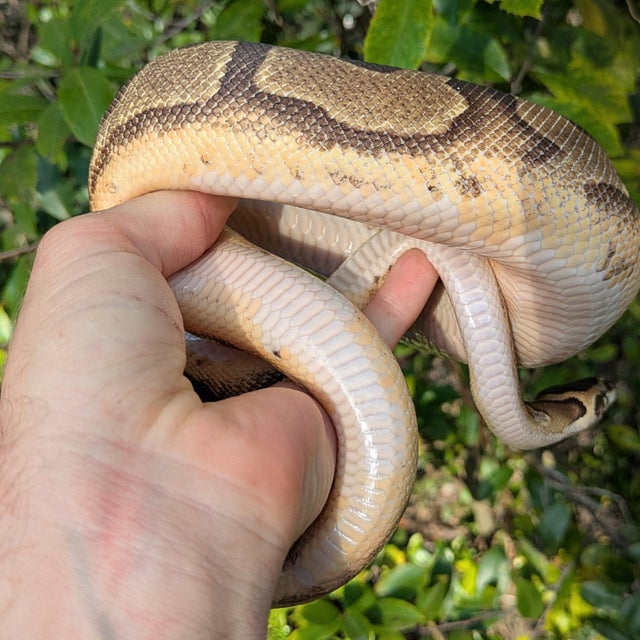 No White Enchi Pied Ball Python Male 636g