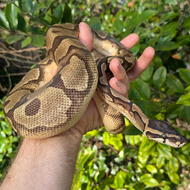 No White Enchi Pied Ball Python Male 636g