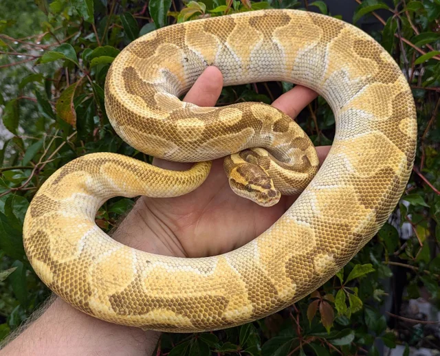 Butter Enchi Asphalt Ball Python Male 1056 grams
