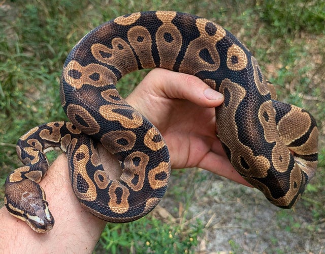 Microscale Ball Python Male 814g One Small eye