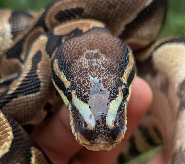 Microscale Ball Python Male 814g One Small eye