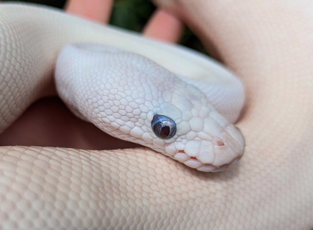 Super Butter Ball Python Male 856g Buggy Eyes!