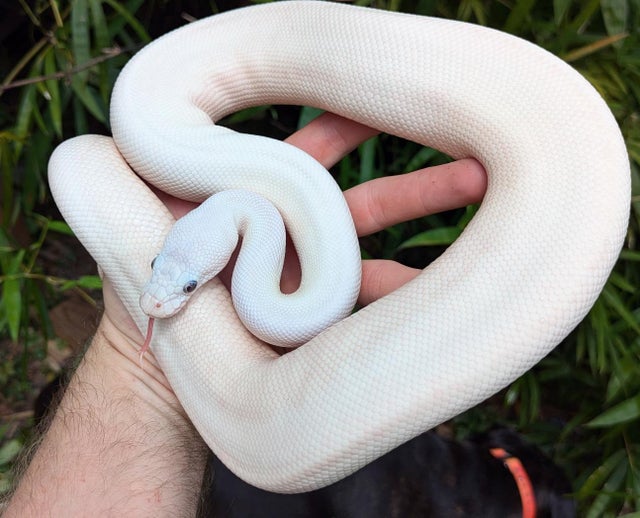 Super Butter Ball Python Male 856g Buggy Eyes!