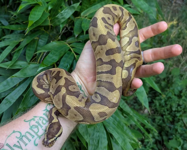Mojave Enchi Acid Ball Python Male 420g