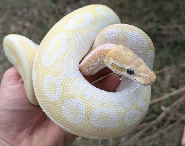 Crystal Spotnose Ball Python Male 369g