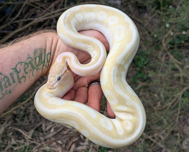 Crystal Spotnose Ball Python Male 369g