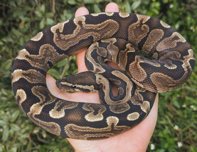 GHI Ball Python Male 346g