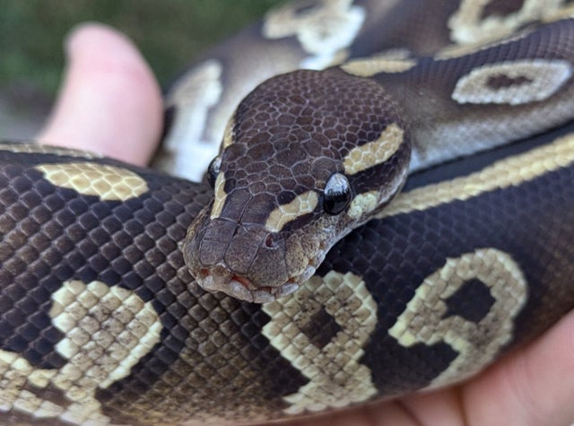 Mojave Cocoa Ball Python Male 804g