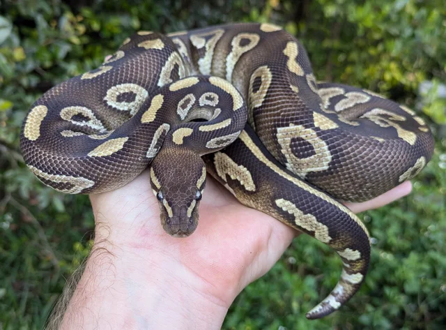 Mojave Cocoa Ball Python Male 804g