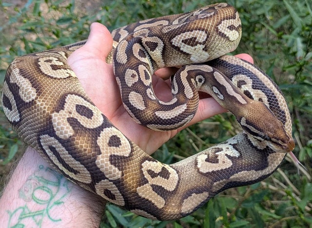 Pastel Mojave Cocoa Ball Python Male 801g