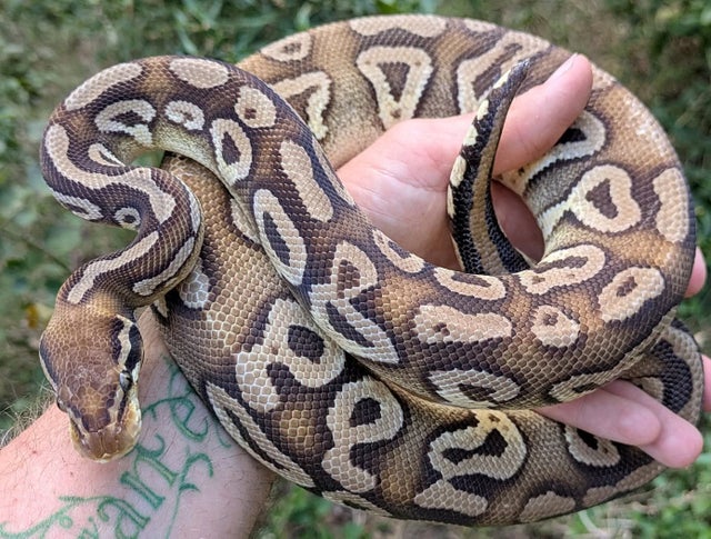 Pastel Mojave Cocoa Ball Python Male 801g