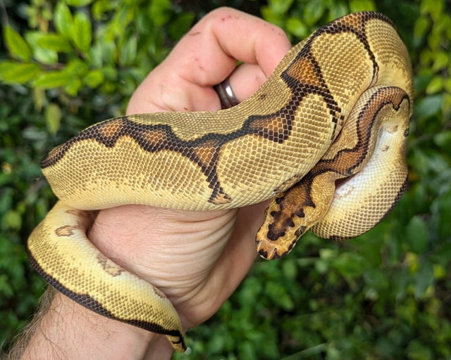 Enchi Orange Dream Clown Ball Python Male 242g