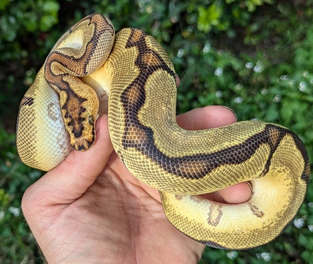 Enchi Orange Dream Clown Ball Python Male 242g