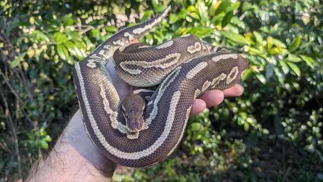 Mojave Cinnamon Cocoa Ball Python Male 752g