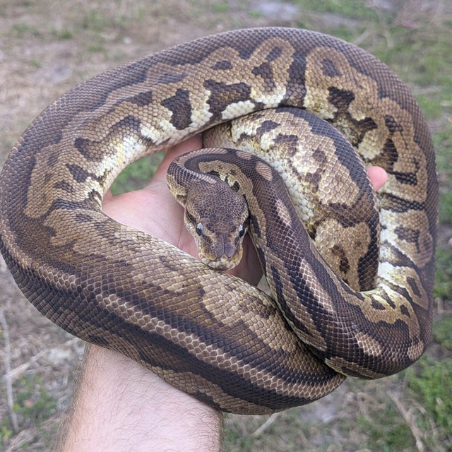 Pewter Yellowbelly possible Leopard Ball Python Male 1347g