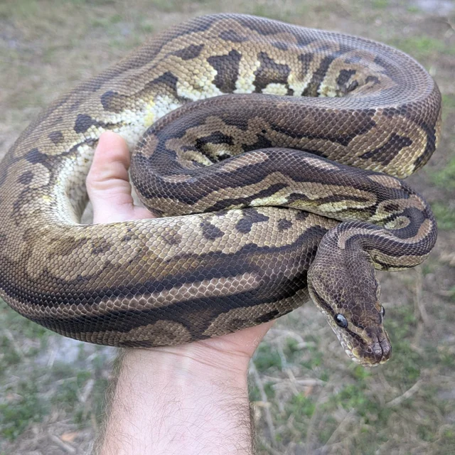 Pewter Yellowbelly possible Leopard Ball Python Male 1347g