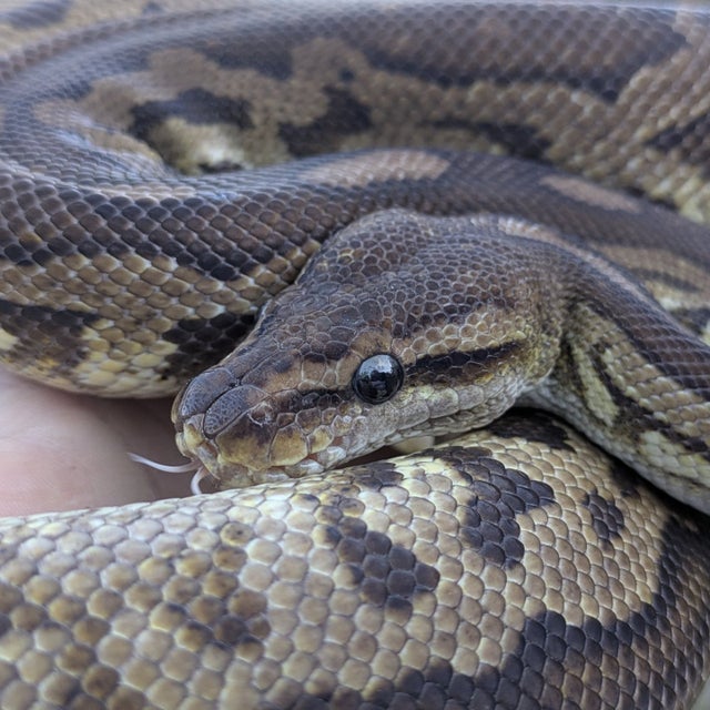 Pewter Yellowbelly possible Leopard Ball Python Male 1347g