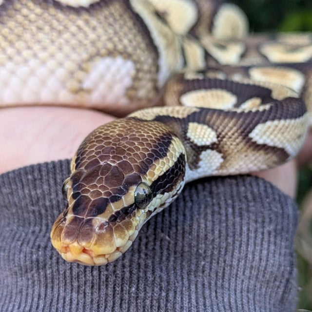 Pastel Mystic Ball Python Male 388g