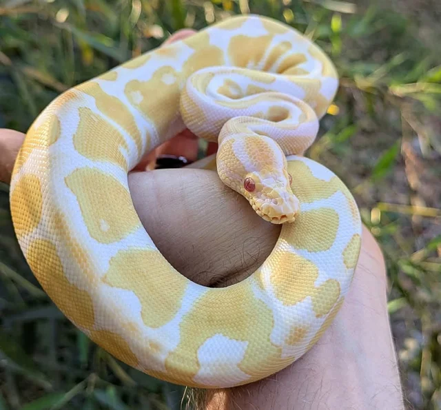 Albino Ball Python Male 166g
