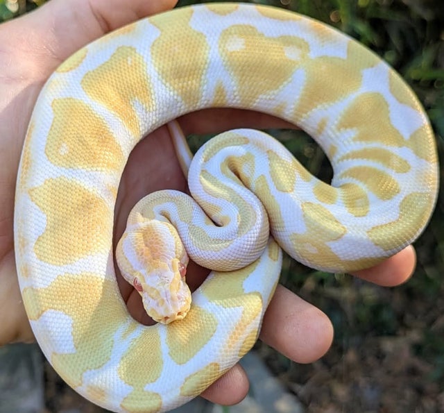Albino Ball Python Male 166g