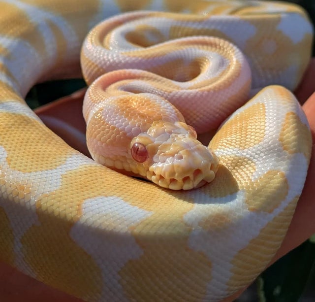 Albino Ball Python Male 166g