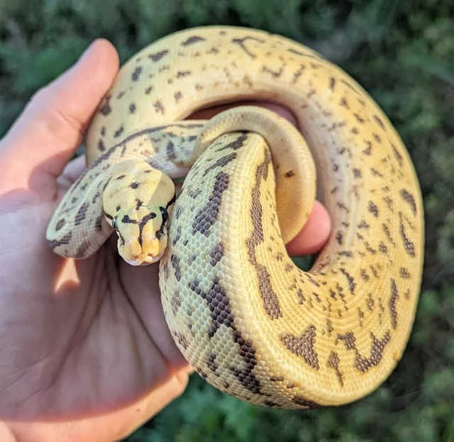 Pastel Leopard Super Spotnose 100% Het Clown 66% Het VPI Axanthic possible Fire Yellowbelly Ball Python Male 199g Wobbly!