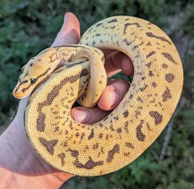 Pastel Leopard Super Spotnose 100% Het Clown 66% Het VPI Axanthic possible Fire Yellowbelly Ball Python Male 199g Wobbly!