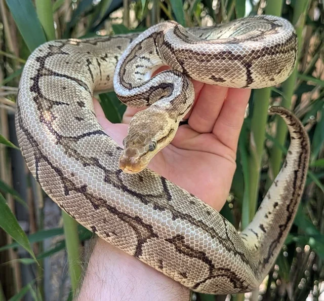 Chocolate Pastel Pinstripe Ball Python Male 642g