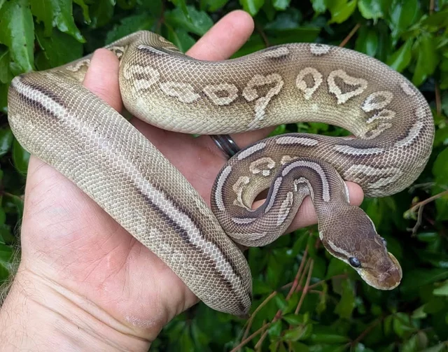 Pastel Cinnamon Mojave Yellowbelly Ball Python Male 402g