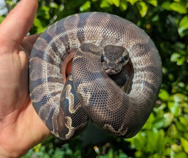 Super GHI Ball Python Male 249g