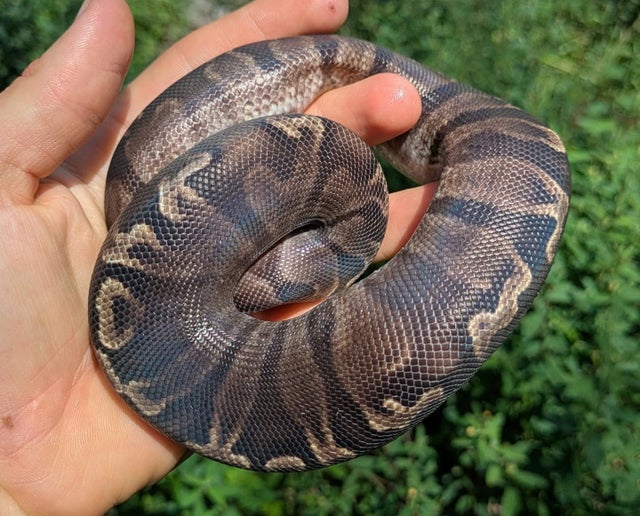 Super GHI Ball Python Male 249g