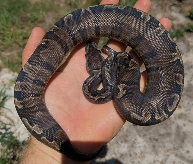 Super GHI Ball Python Male 249g