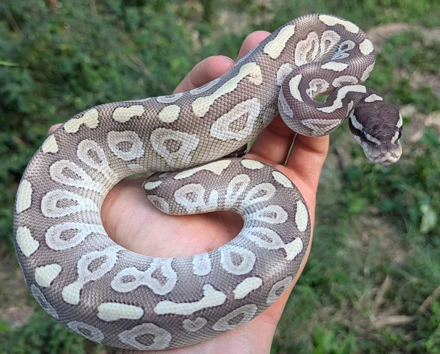 Mystic Special Ball Python Male 232g