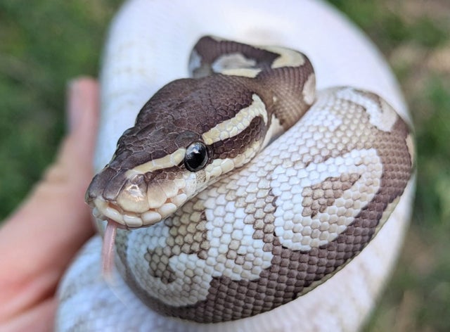 Mystic Special Ball Python Male 232g