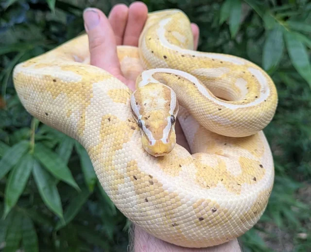 Banana Pastel Enchi Pied Male 856g
