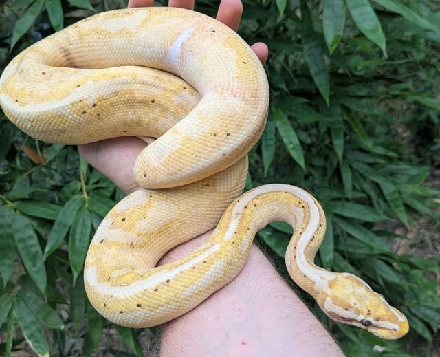Banana Pastel Enchi Pied Male 856g