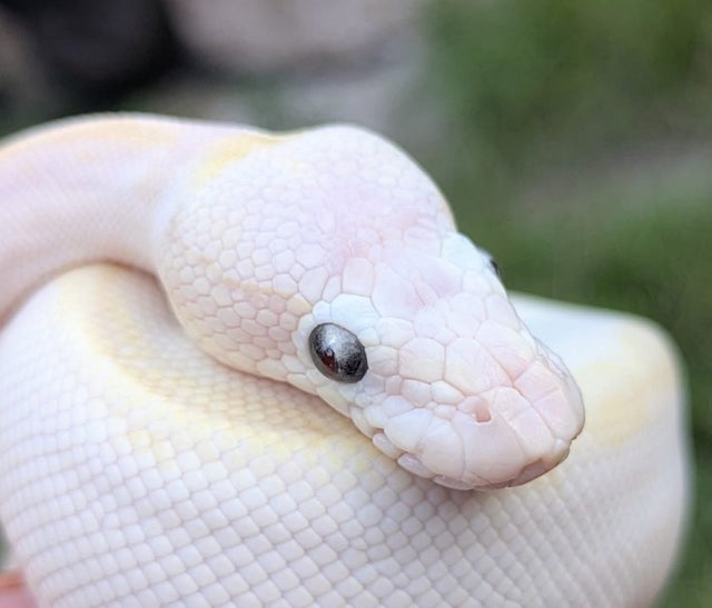 Bamboo Special Ball Python Male 155g