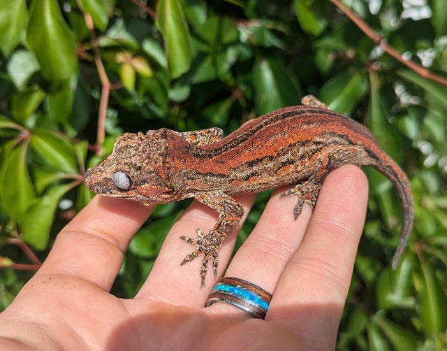 Red Quad Stripe Gargoyle Gecko 16 grams #328