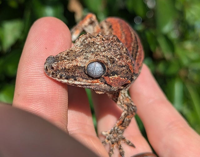 Red Quad Stripe Gargoyle Gecko 16 grams #328
