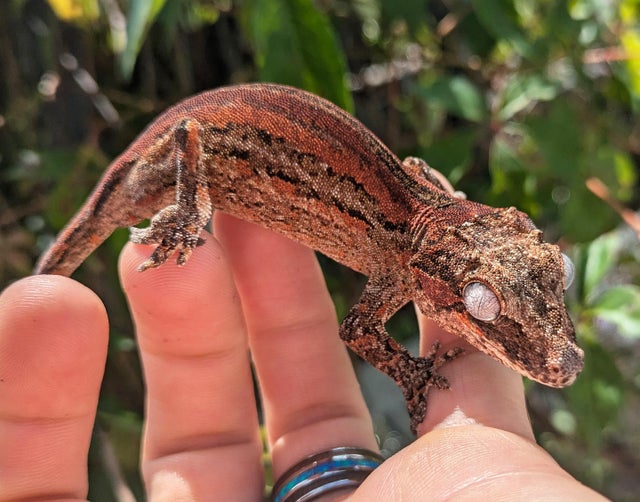 Red Quad Stripe Gargoyle Gecko 16 grams #328